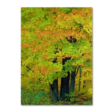 Kathie McCurdy 'Forest Beauty' Canvas Art,35x47